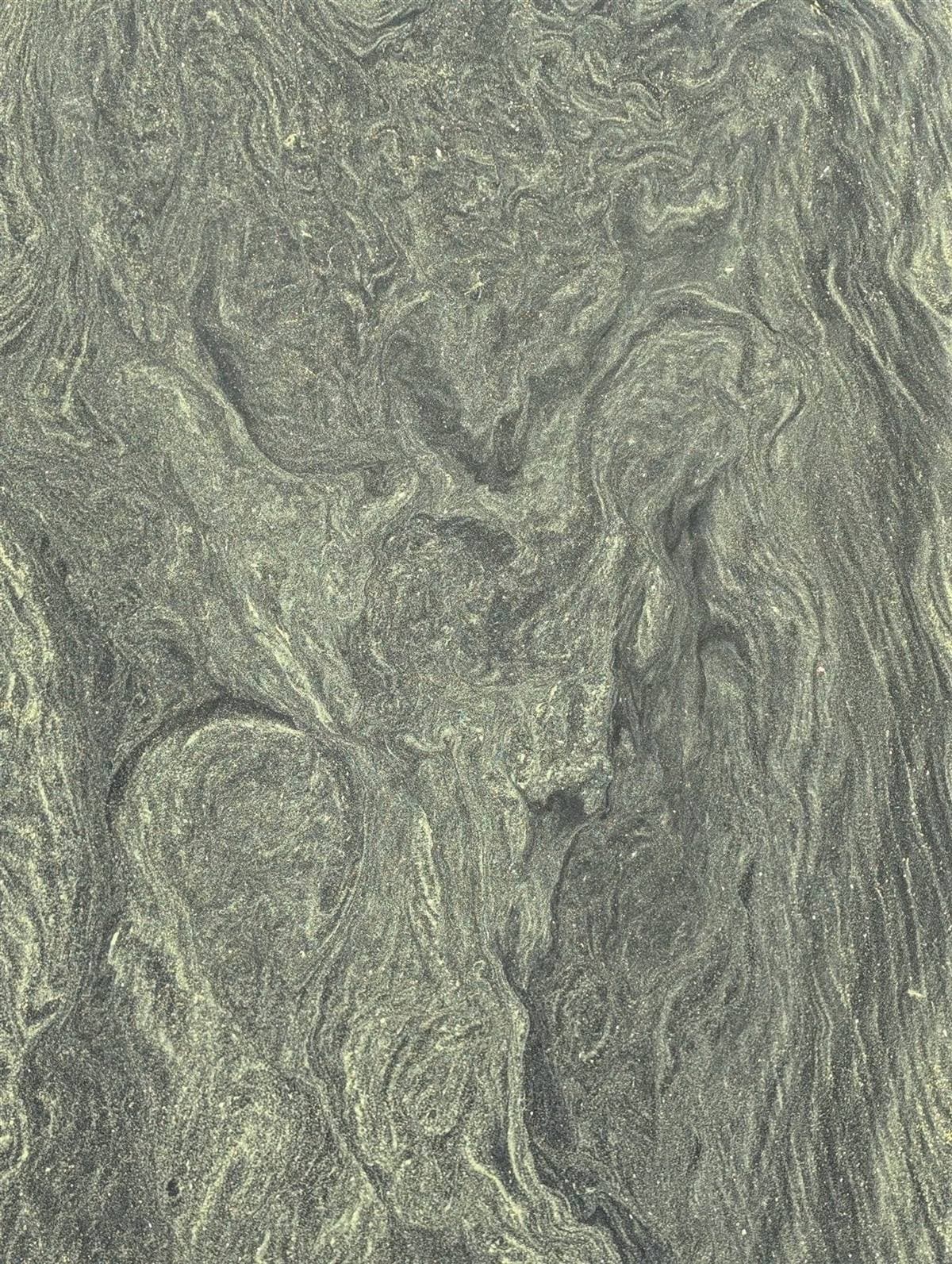 Green algae covering the surface of a pond