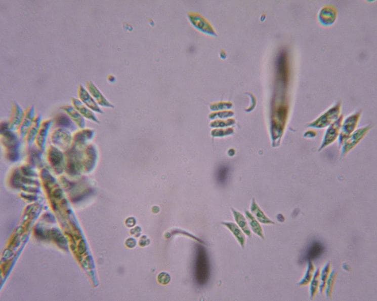 Close-up of green algae
