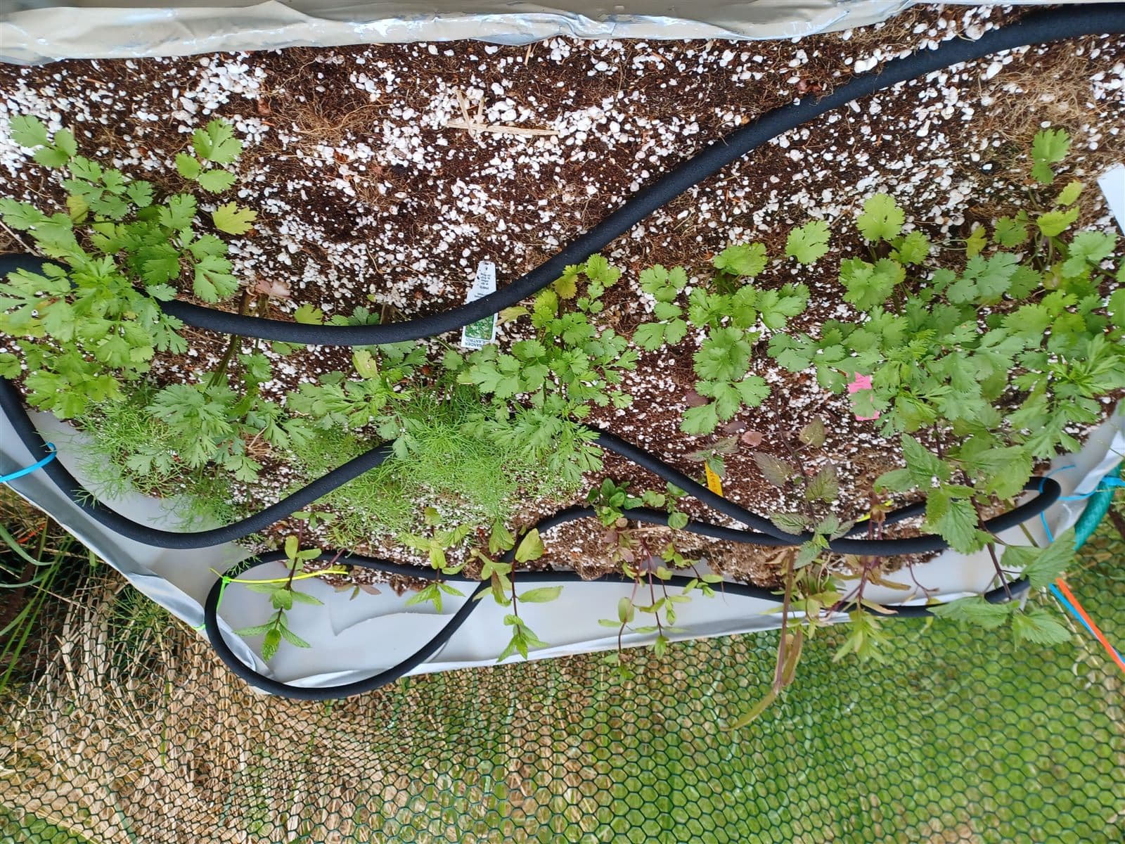 Home herb garden in a container system
