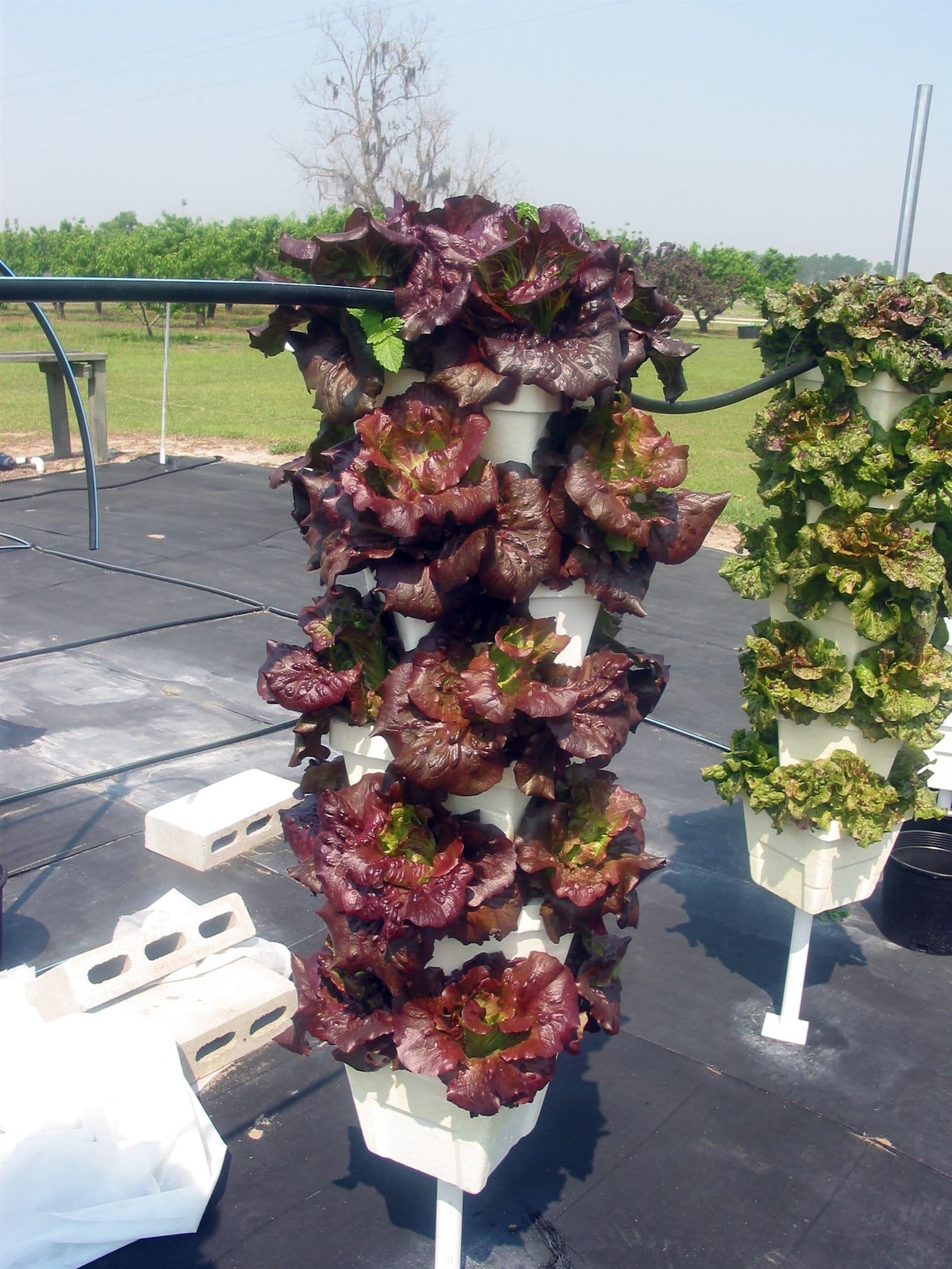 Vertical hydroponic lettuce with visible growing system