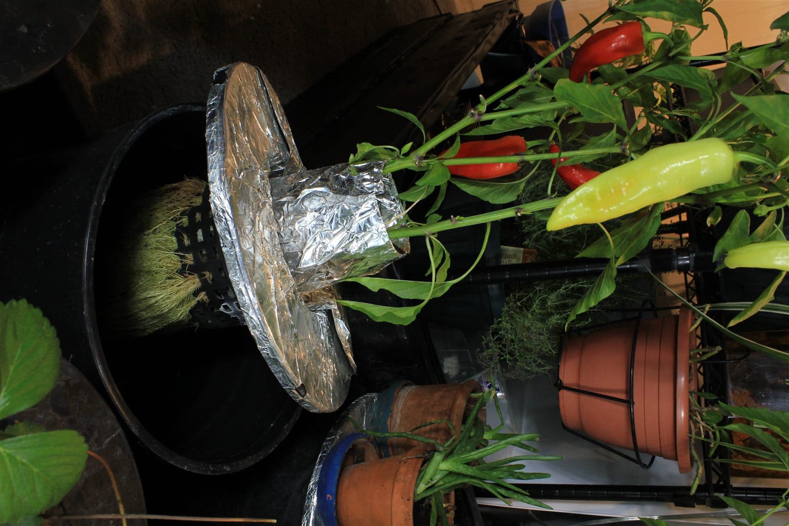 Dense healthy hydroponic pepper roots in nutrient solution