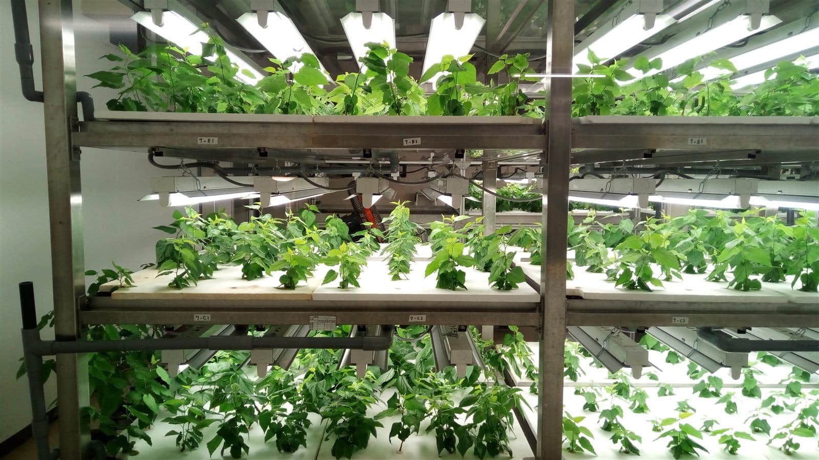Indoor LED hydroponics facility with leafy crops