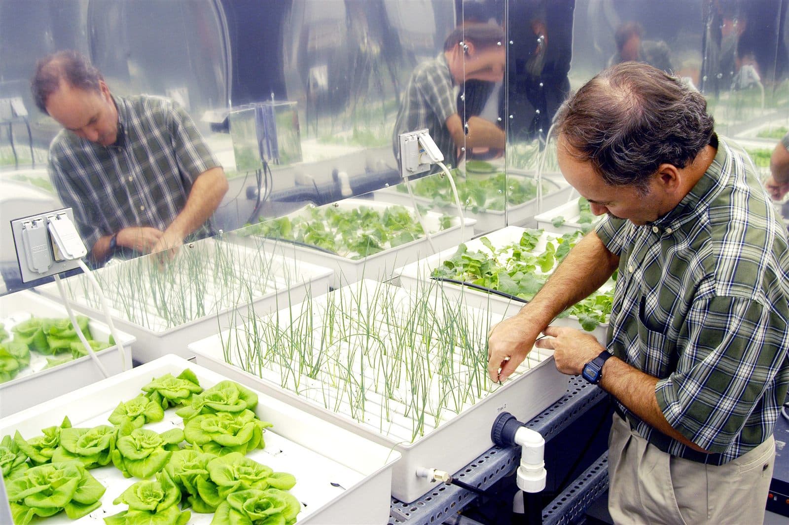 Controlled hydroponic crop used when talking EC and PPM