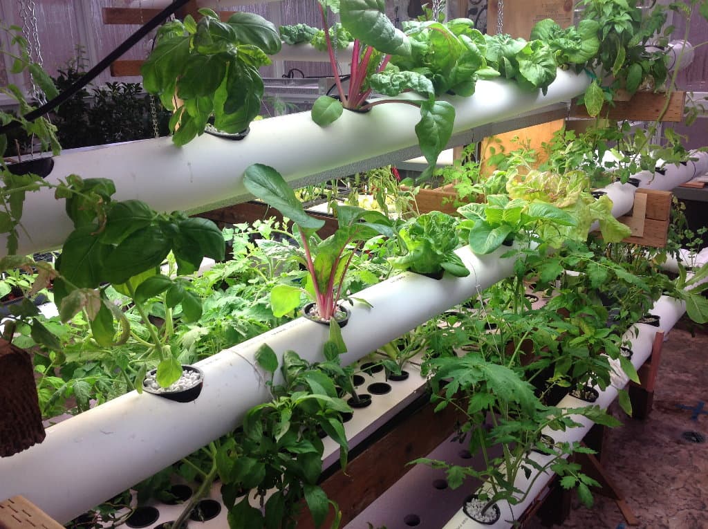Plants growing in a PVC NFT hydroponics channel