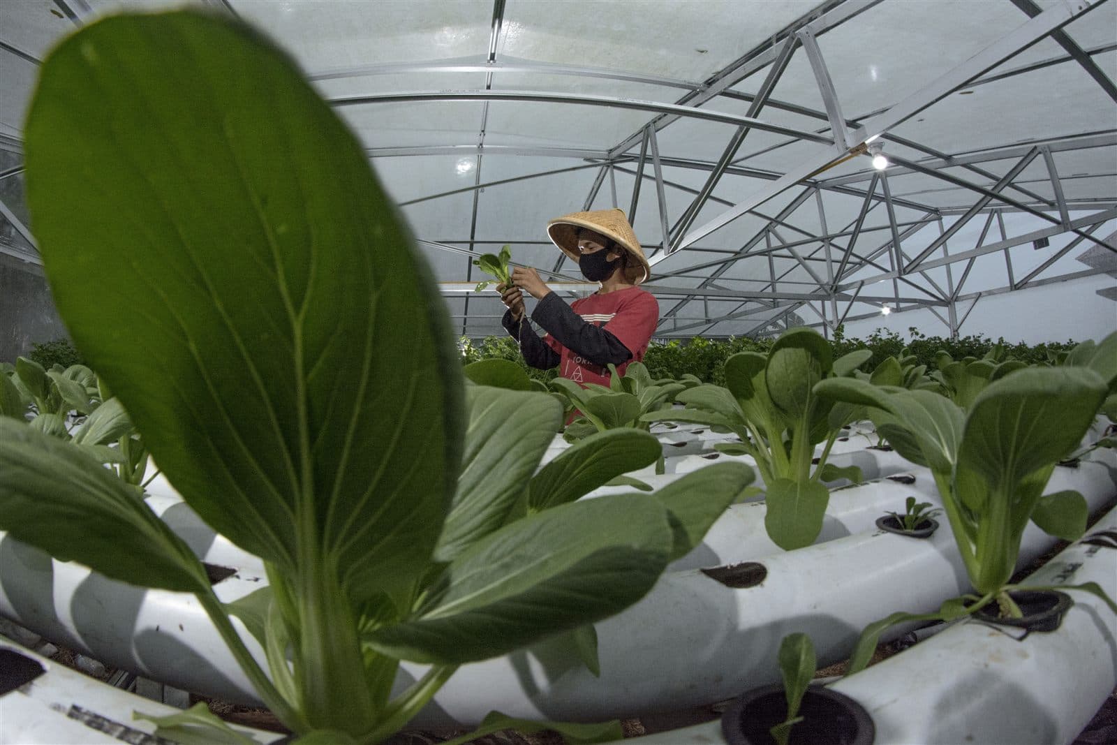 Healthy green pakcoy growing in a hydroponic system