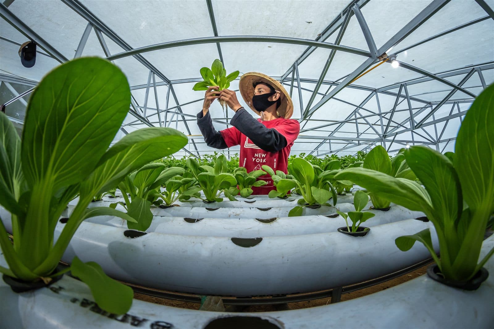 Urban hydroponic farming channels with leafy greens