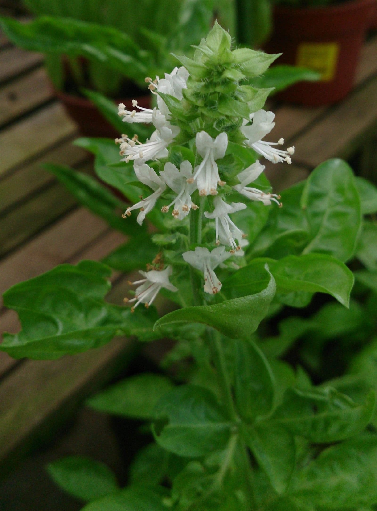 Sweet basil plant with white flower spikes