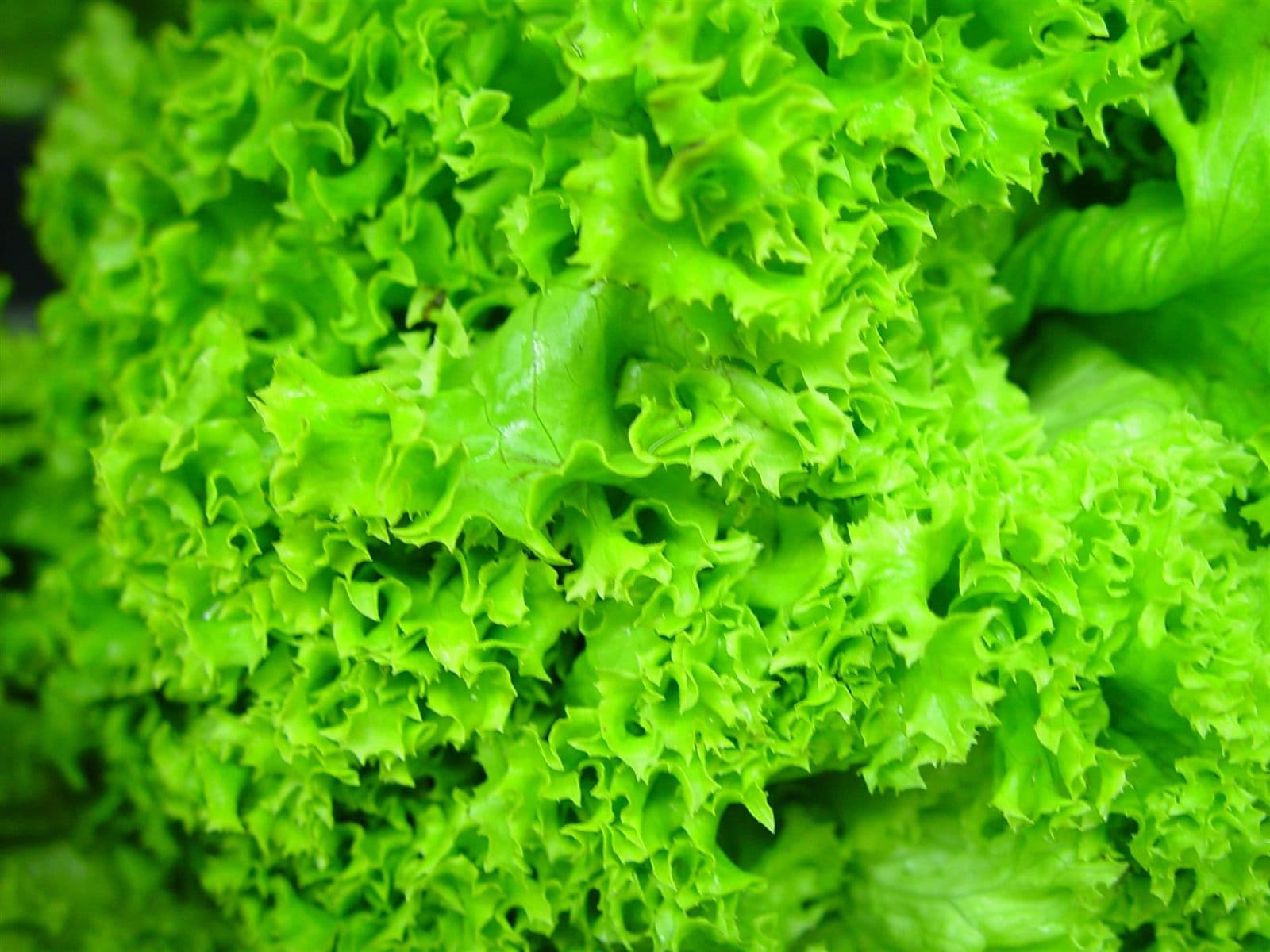 Close-up of green hydroponic lettuce leaves