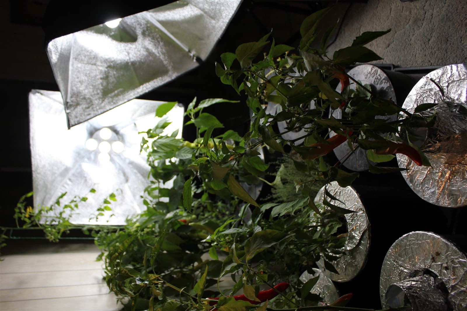Peppers growing under LED lights in hydroponics