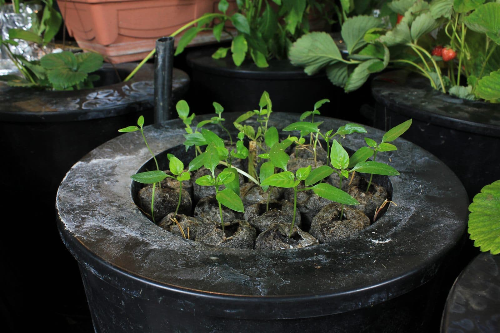 Baby Hungarian wax peppers in a hydroponic net basket