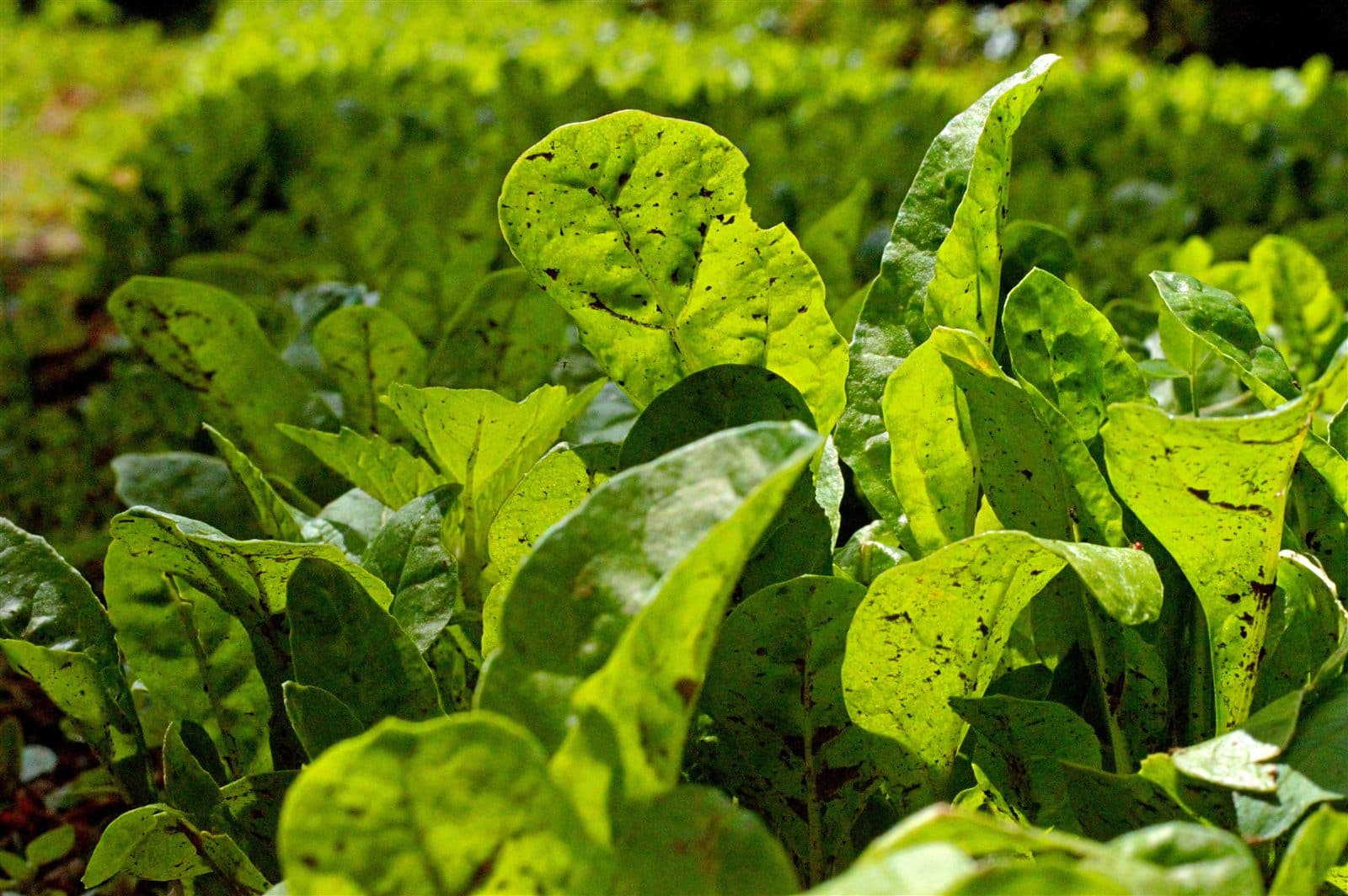 Bunches of fresh spinach leaves