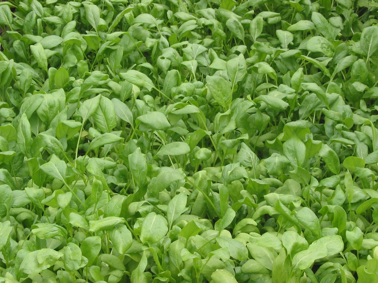 Spinach plants (Spinacia oleracea) growing in a bed