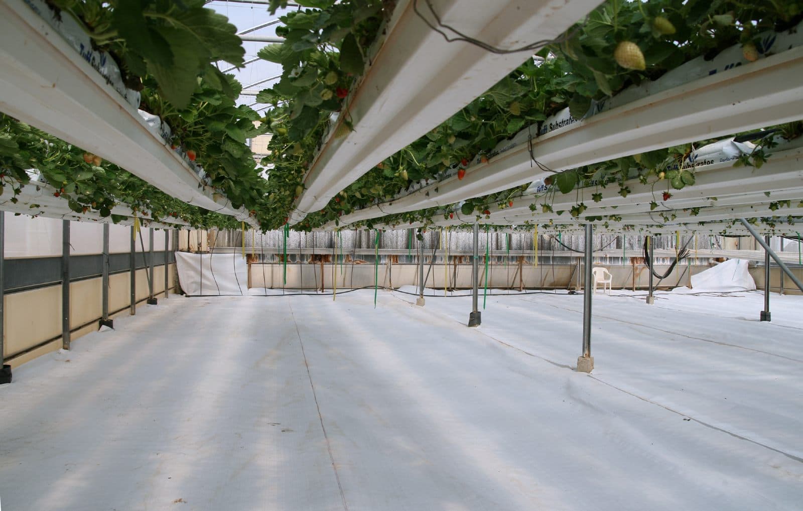 Strawberries hanging from soilless culture troughs