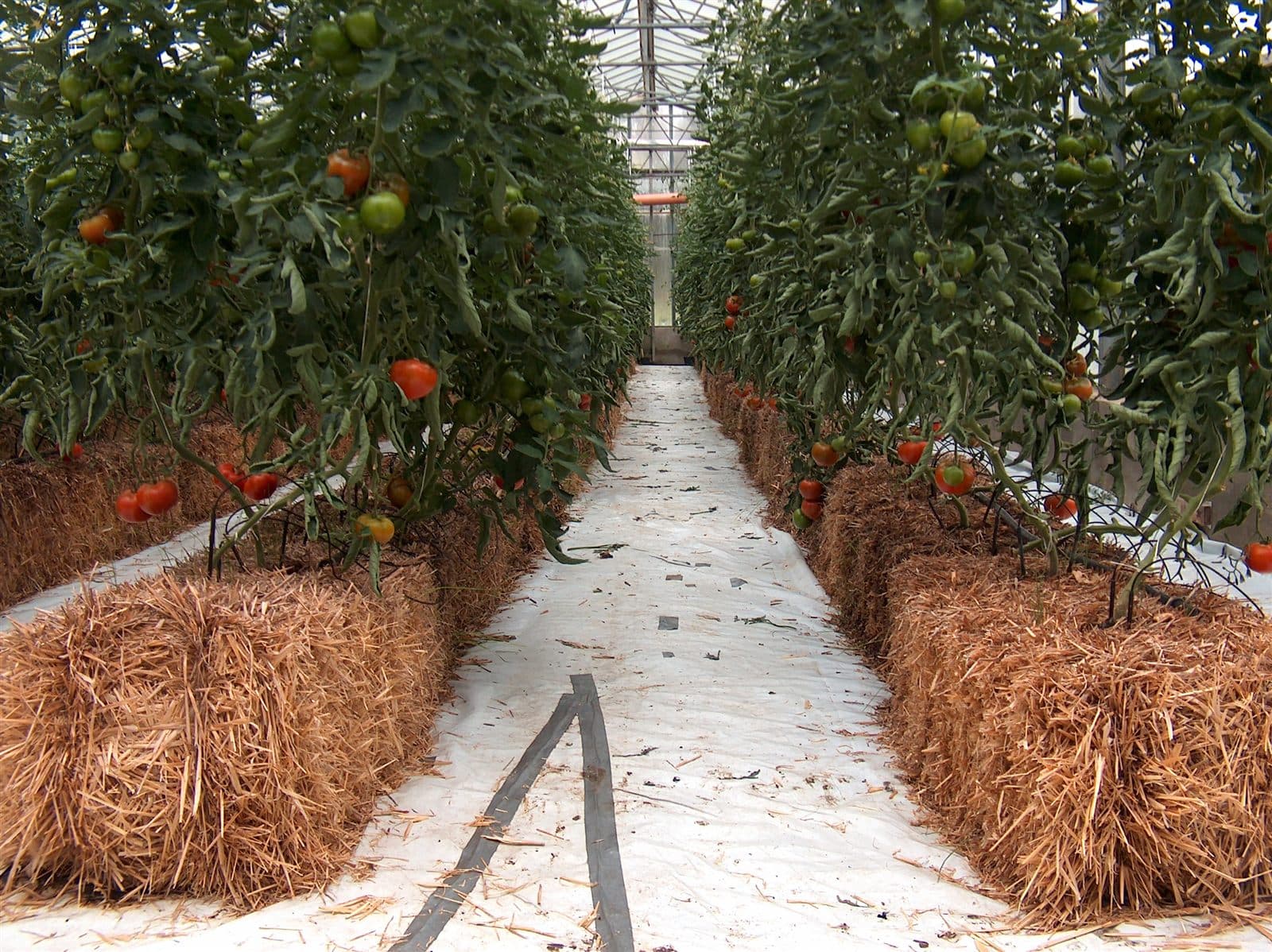 Hydroponic tomatoes growing in a greenhouse