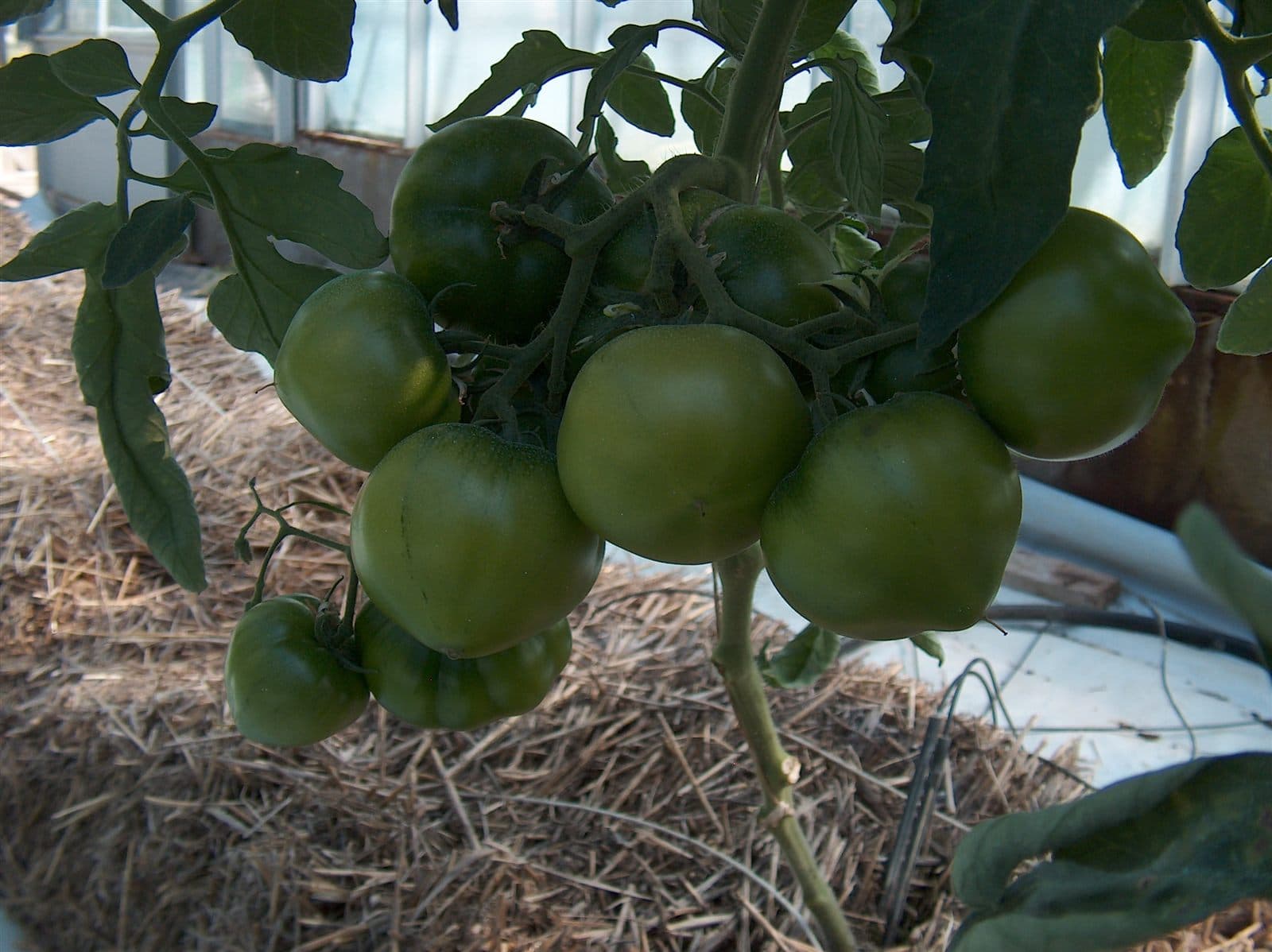 Hydroponic tomato plants trained in a greenhouse